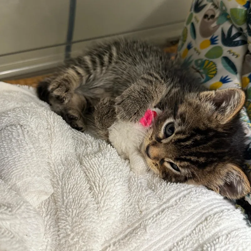 A baby medium-sized female Scottish Fold cat named Ponyo for adoption in Kent, WA