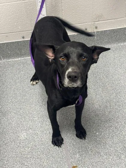 An adult medium-sized female Mixed Breed dog named Ella for adoption in Sevierville, TN