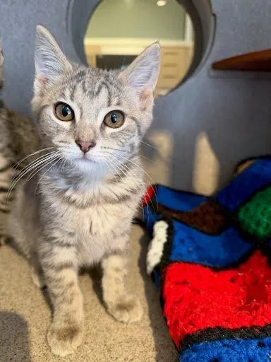 Nacho