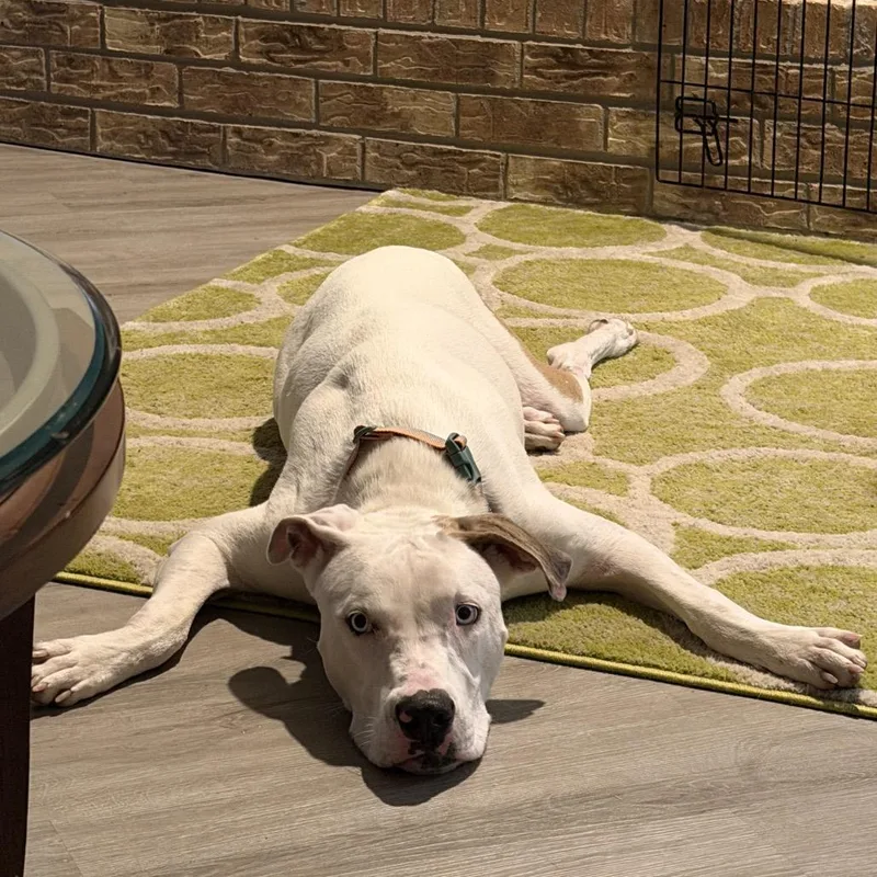 A young large-sized male White / Cream American Staffordshire Terrier dog named Casper for adoption in Dallas, TX