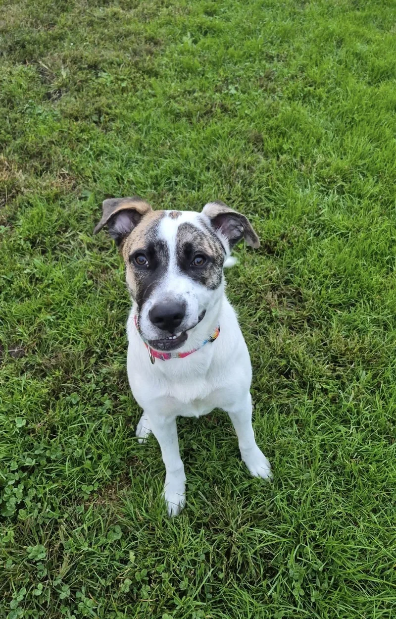 A young large-sized male Australian Shepherd dog named Max for adoption in Indiana, PA