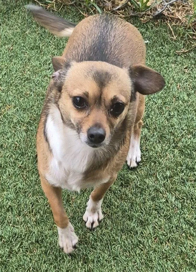 An adult small-sized female Bicolor Chihuahua dog named Evie for adoption in Carrollton, TX
