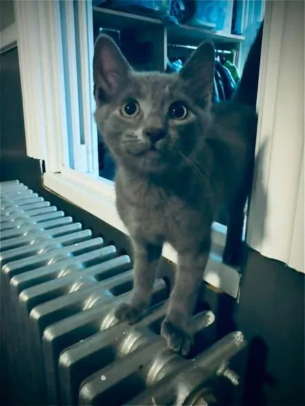 A baby medium-sized male Gray / Blue / Silver Domestic Short Hair cat named Bleu for adoption in Bendersville, PA