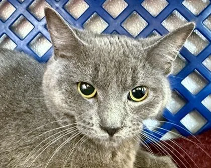 Hyacinth thumbnail 2