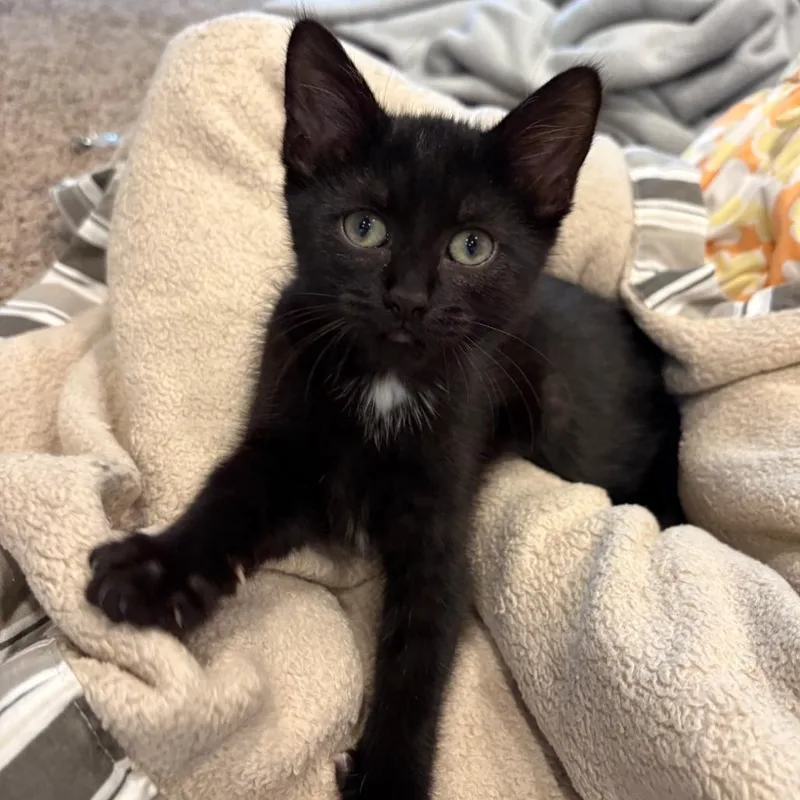 A baby small-sized female Black Domestic Medium Hair cat named Thunder for adoption in DeKalb, IL