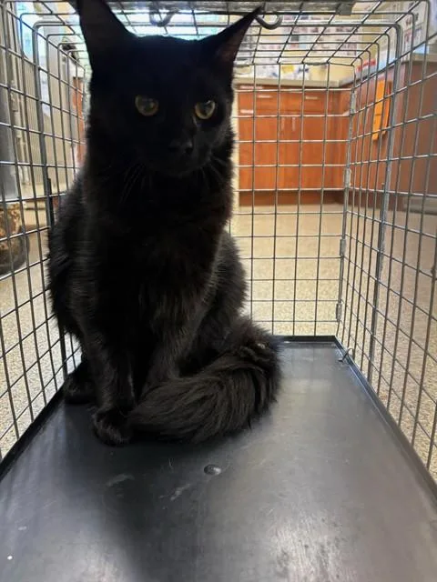 A young small-sized female Domestic Medium Hair cat named Cider for adoption in Fort Myers, FL