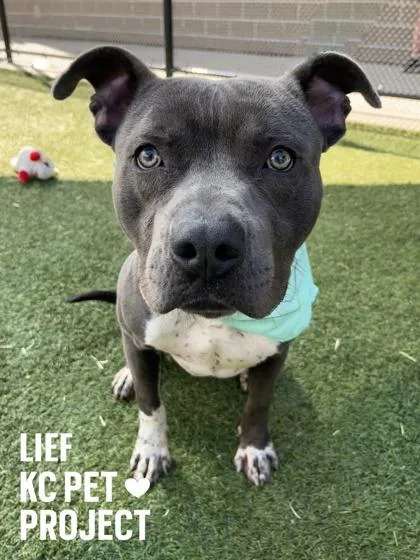 An adult large-sized male Gray / Blue / Silver Pit Bull Terrier dog named Leif for adoption in Kansas City, MO
