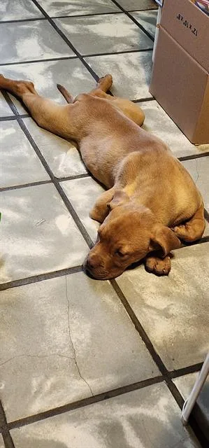 A baby small-sized male American Staffordshire Terrier dog named Gerald for adoption in San Antonio, TX