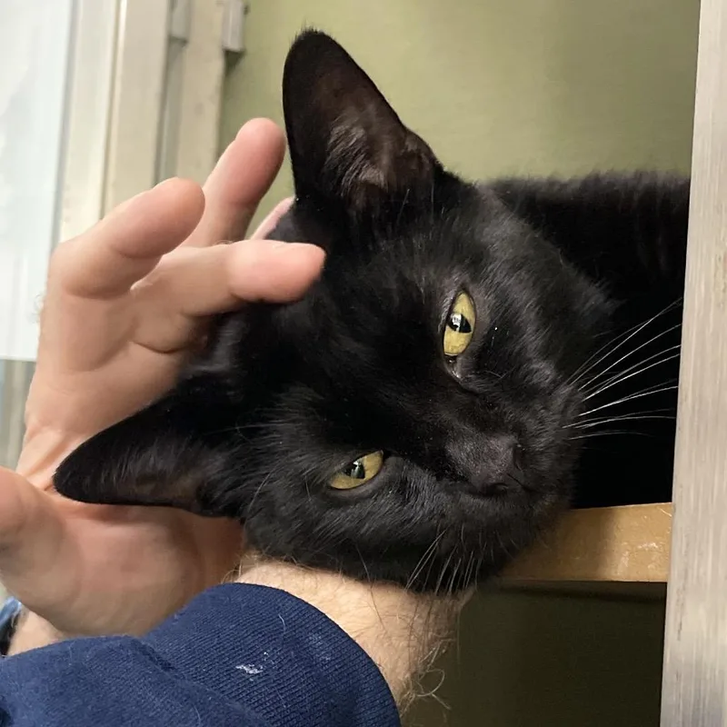 An adult large-sized male Black Domestic Short Hair cat named Care Bear for adoption in Deerfield, IL