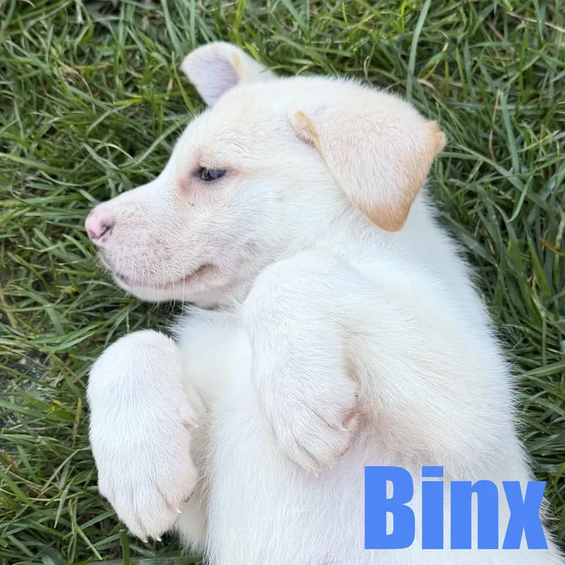 Binx thumbnail 3