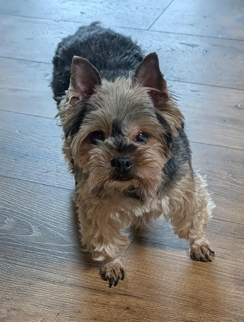 An adult small-sized male Bicolor Yorkshire Terrier dog named King & Bentley for adoption in Blacksburg, VA