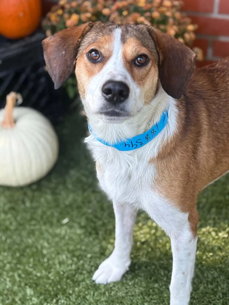 A young medium-sized male Beagle dog named Theo for adoption in Oxford, MI