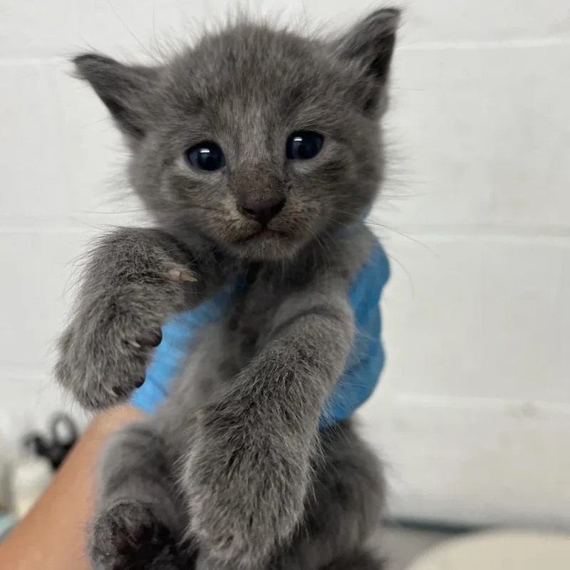A baby small-sized male Gray / Blue / Silver Domestic Short Hair cat named Jonah for adoption in Edinburg, TX