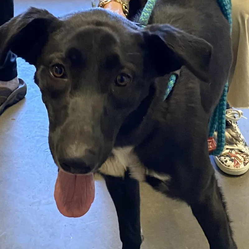 A young medium-sized female Border Collie dog named Delilah for adoption in Pagosa Springs, CO