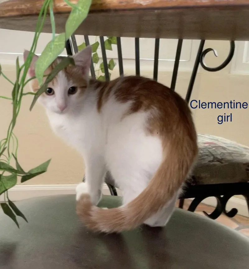 A young medium-sized female Orange & White Domestic Short Hair cat named Clementine for adoption in Scottsdale, AZ