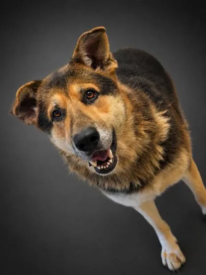 An adult extra large-sized male German Shepherd Dog dog named Max for adoption in Bowling Green, KY