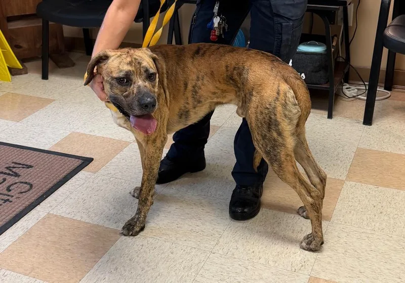 A young large-sized male Boxer dog named Nike for adoption in Maumelle, AR