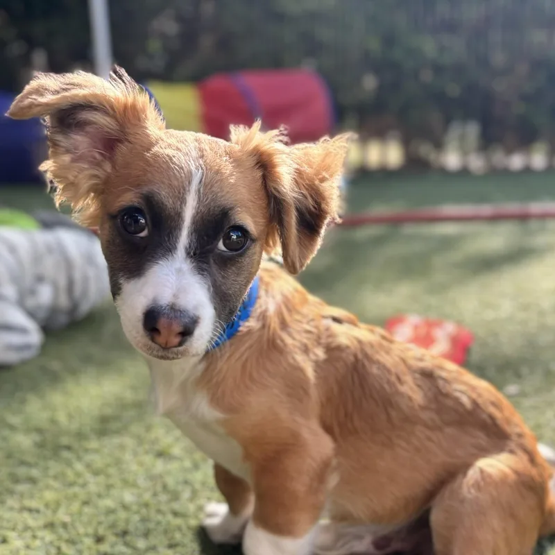 A baby small-sized male Red / Chestnut / Orange Spaniel dog named Jim for adoption in Beverly Hills, CA