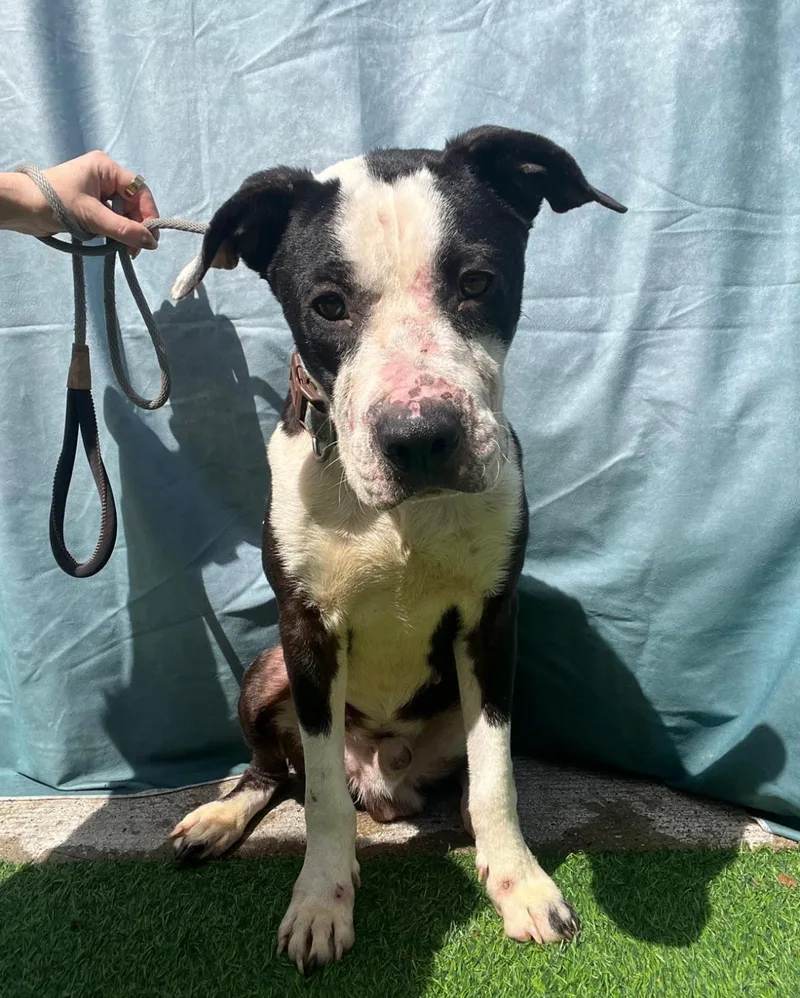 Babe Ruth thumbnail 2