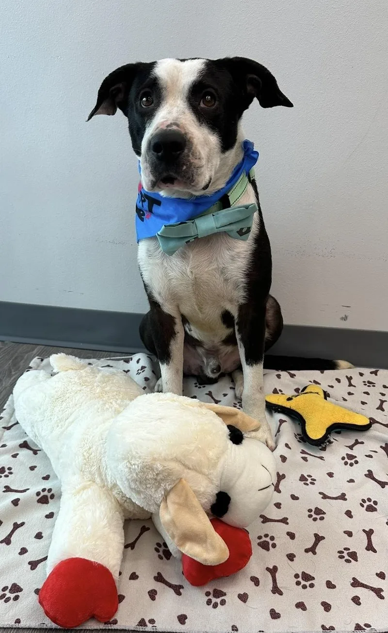 Babe Ruth thumbnail 4