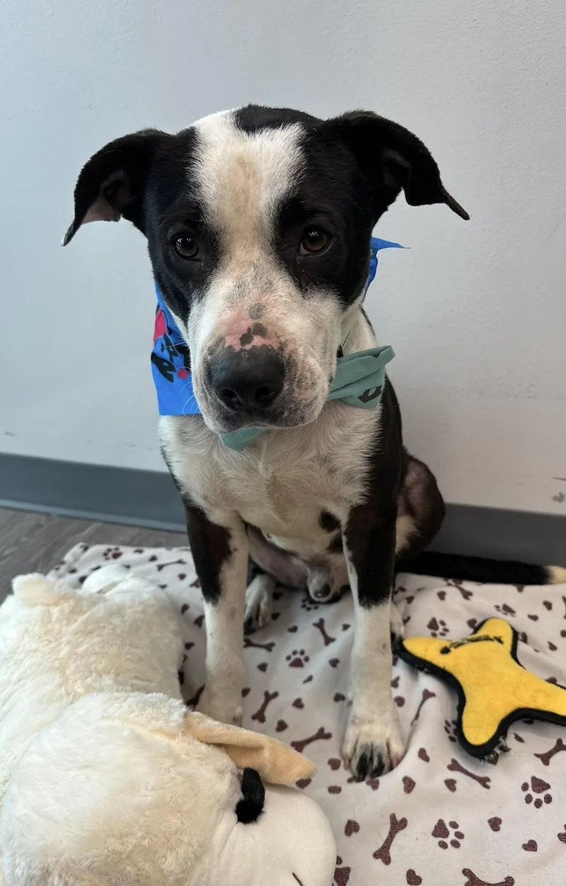 Babe Ruth thumbnail 5