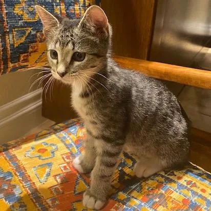 A baby small-sized female Brown / Chocolate Domestic Short Hair cat named Sheriff Callie for adoption in Las Vegas, NV