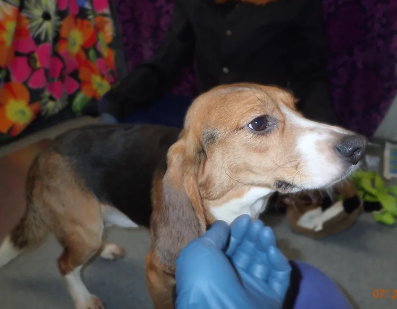 A young small-sized male Bicolor Beagle dog named Bodhi coming soon for adoption in Grayslake, IL