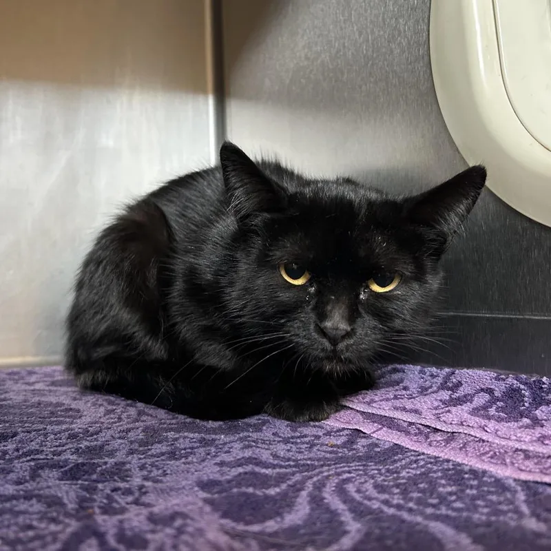 A young medium-sized female Black Domestic Short Hair cat named Pomegranate for adoption in Bristol, IN