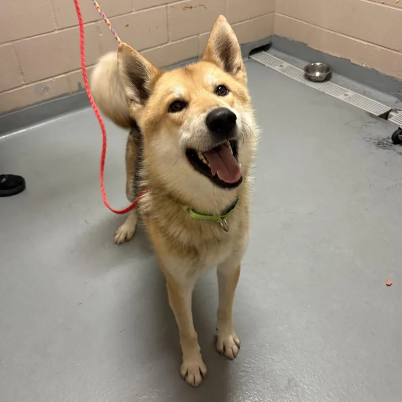 An adult medium-sized male White / Cream Siberian Husky dog named Snap for adoption in Tacoma, WA