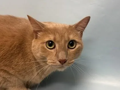 An adult small-sized male Domestic Short Hair cat named Gobi for adoption in Woodbury, MN