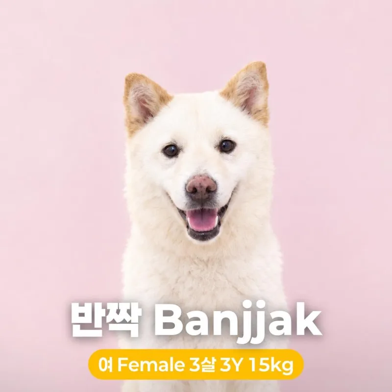 An adult medium-sized female Jindo dog named Banjjak HW+ for adoption in Northbrook, IL