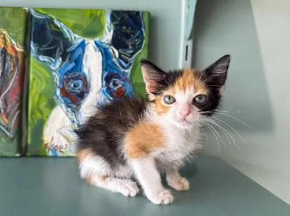 A baby small-sized female Domestic Short Hair cat named Velvet for adoption in San Antonio, TX
