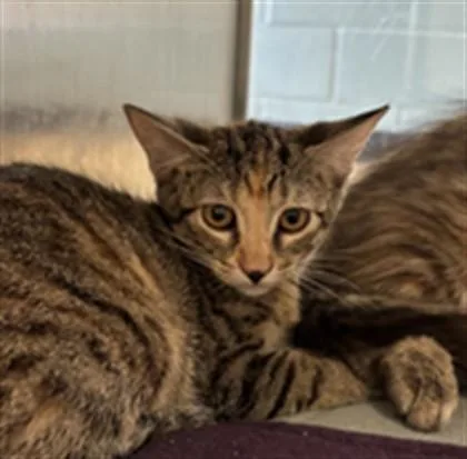 A baby medium-sized female Domestic Short Hair cat named Brooklyn A for adoption in Plano, TX