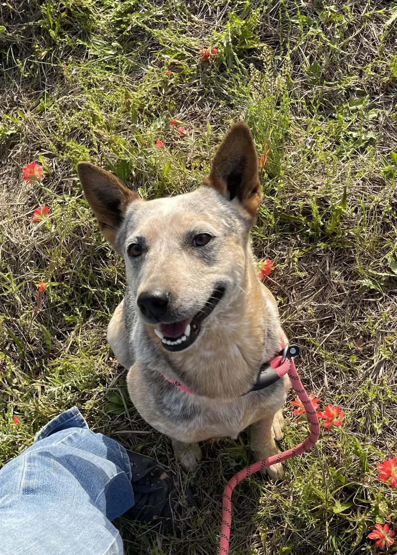 An adult medium-sized female Cattle Dog dog named Shirley for adoption in Sadler, TX
