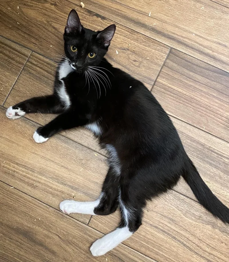 A baby medium-sized male Black & White / Tuxedo Domestic Short Hair cat named Reno for adoption in Los Angeles, CA
