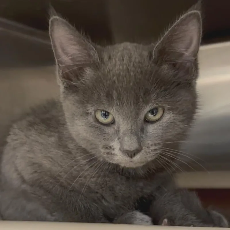 A young small-sized female Gray / Blue / Silver Domestic Short Hair cat named Jen for adoption in Briarcliff Manor, NY