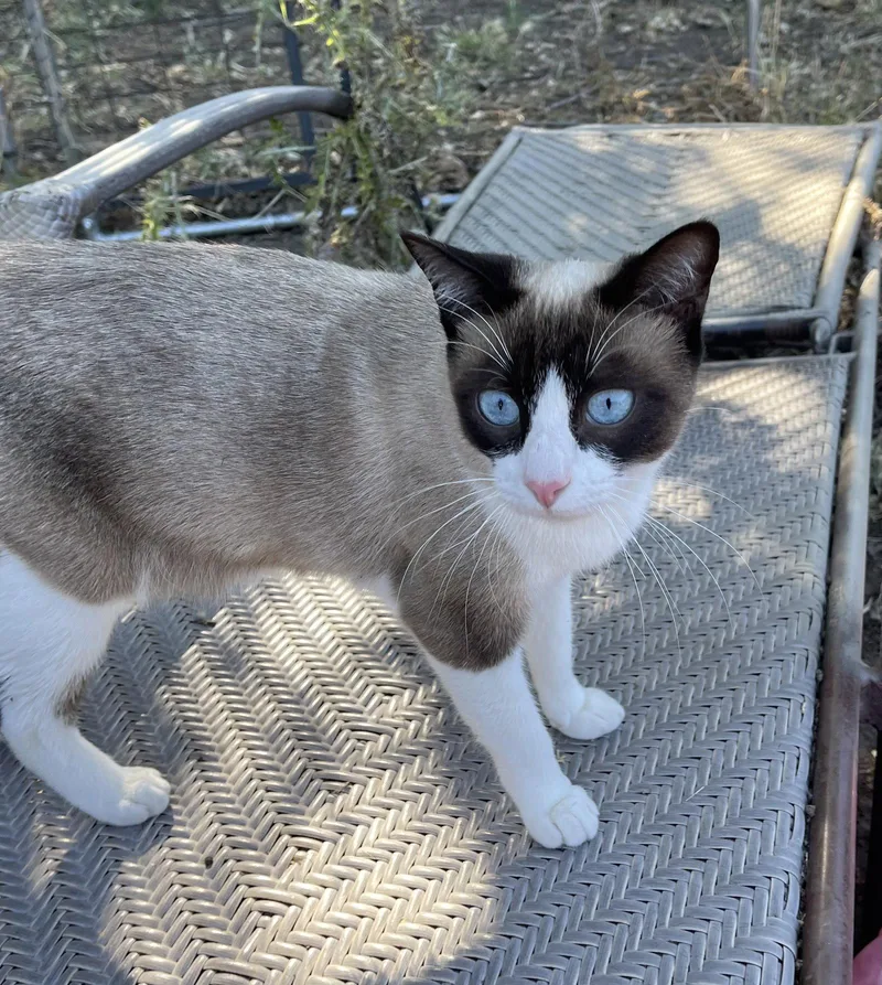 A young small-sized female Snowshoe cat named Elsa for adoption in Walnut Creek, CA