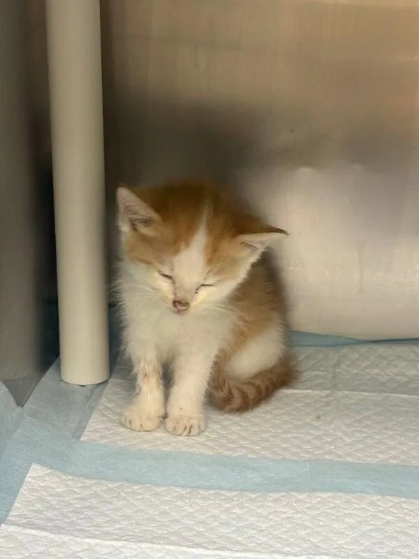 A young small-sized female Tabby (Orange / Red) Domestic Short Hair cat named Andromeda for adoption in Cincinnati, OH