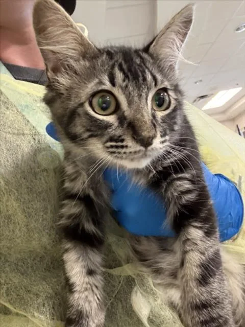 A baby small-sized male Domestic Short Hair cat named Jackson for adoption in Las Vegas, NV