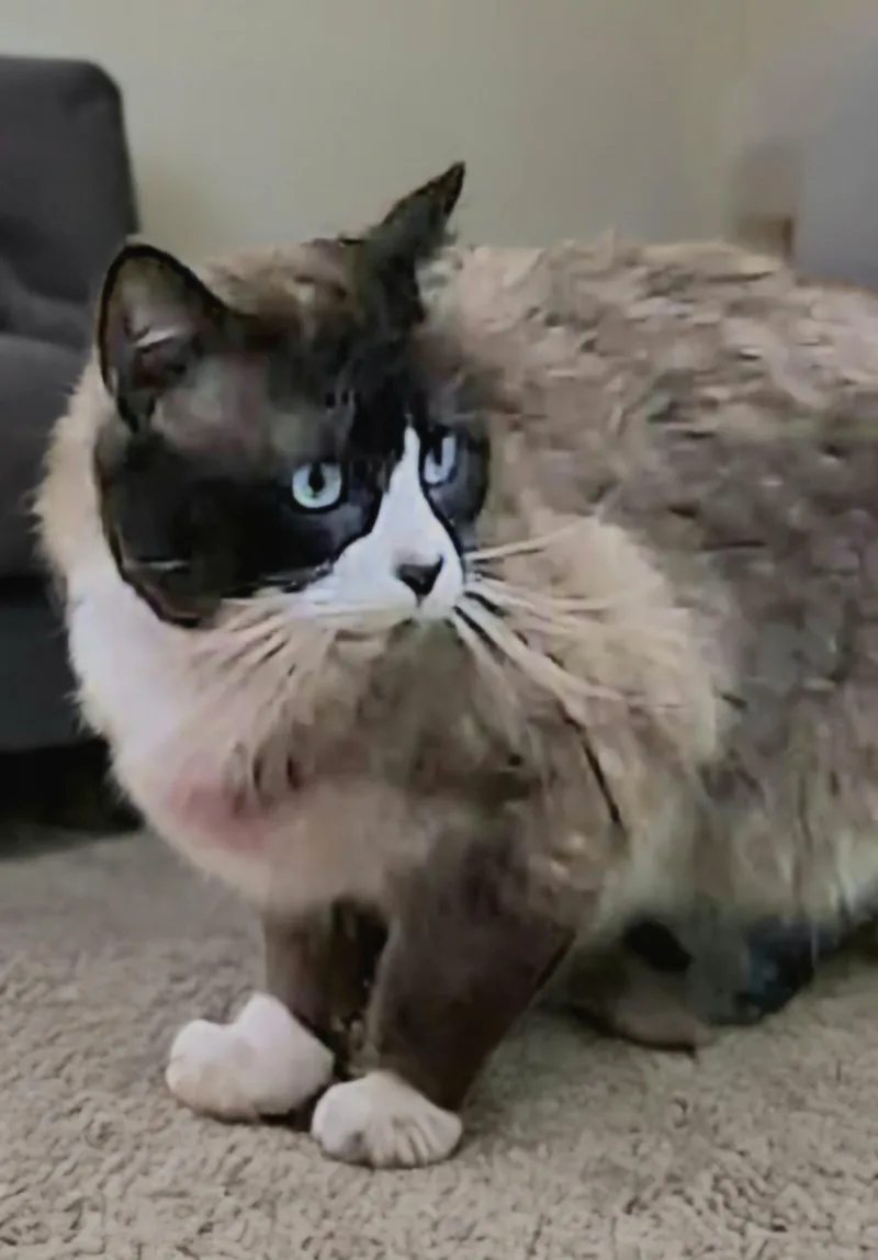 An adult medium-sized male Snowshoe cat named Jimmy Choo for adoption in Attleboro, MA