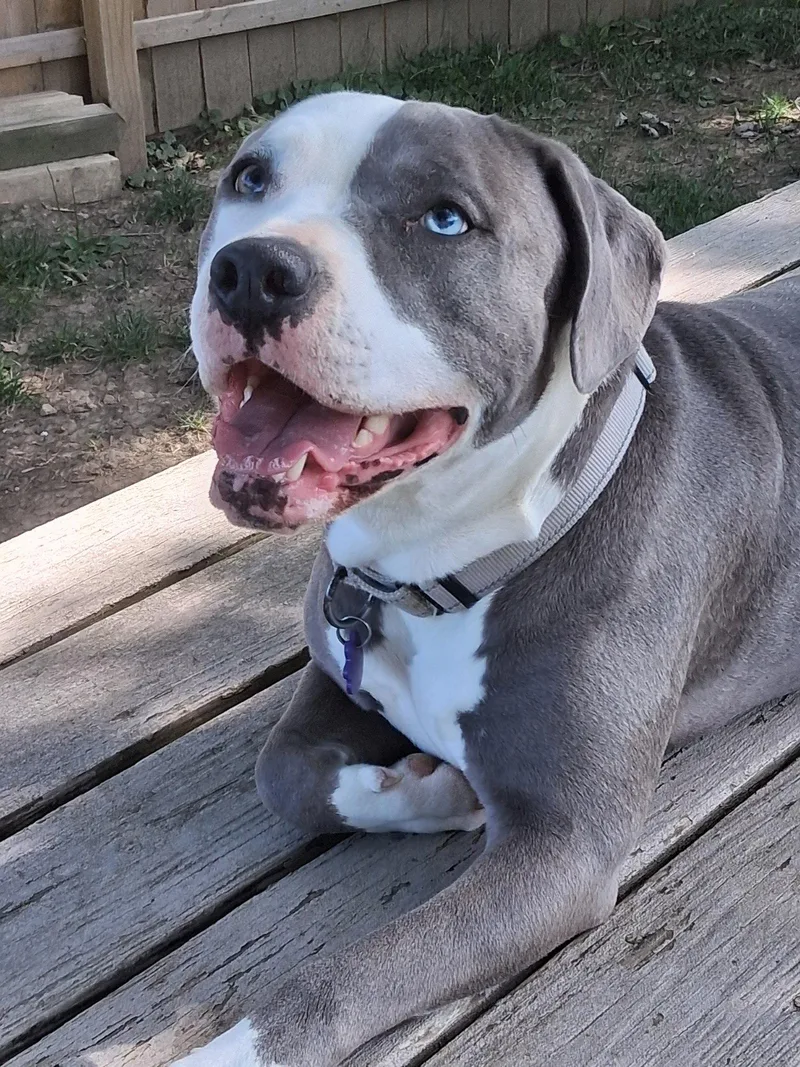 An adult large-sized female Pit Bull Terrier dog named Tickle Me Nova for adoption in Cuyahoga Falls, OH