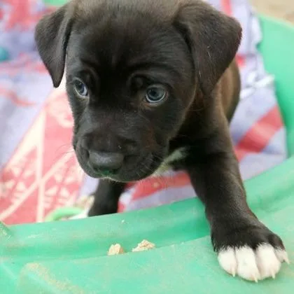 Xena thumbnail 2
