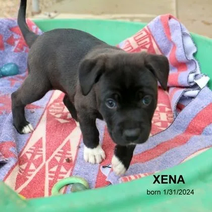 Xena thumbnail 4
