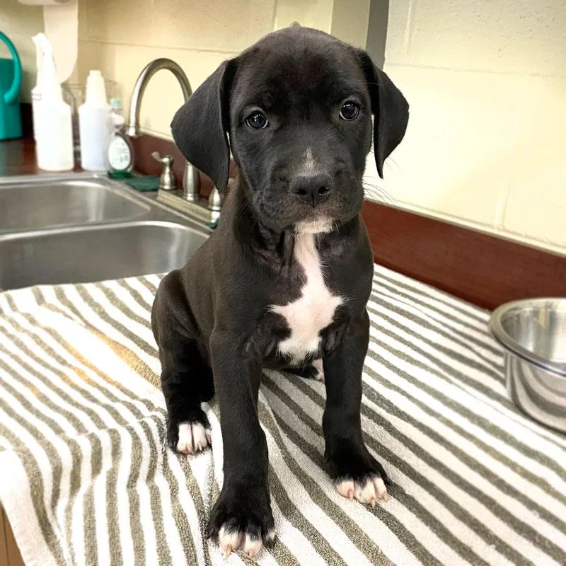 A baby medium-sized female Black Labrador Retriever dog named Mayzie for adoption in Monroe, GA