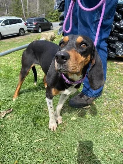 An adult medium-sized female Coonhound dog named M`lady Molasses for adoption in Spruce Pine, NC