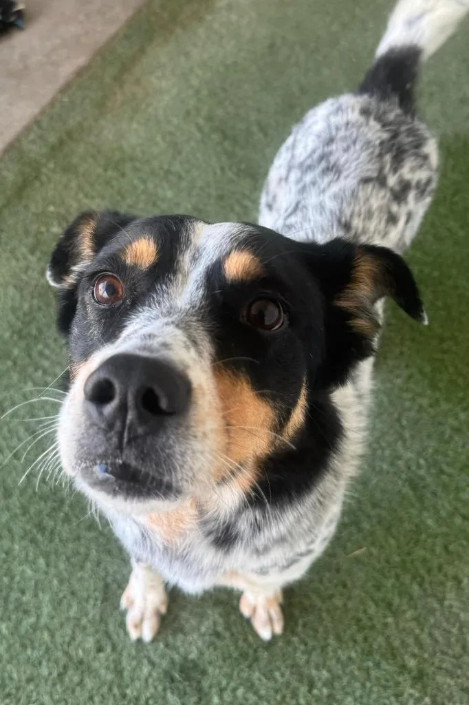 A young medium-sized female Cattle Dog dog named Stormy for adoption in Midland, TX