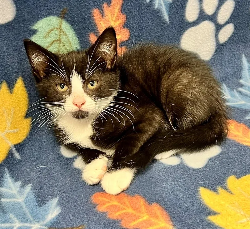 A baby medium-sized male Black & White / Tuxedo Domestic Short Hair cat named Dewey for adoption in Edinburg, VA
