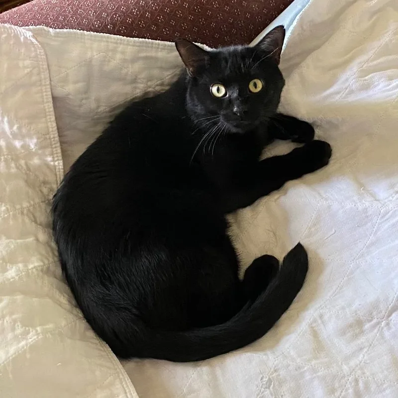 An adult small-sized male Black Domestic Short Hair cat named Mickey for adoption in Goshen, IN