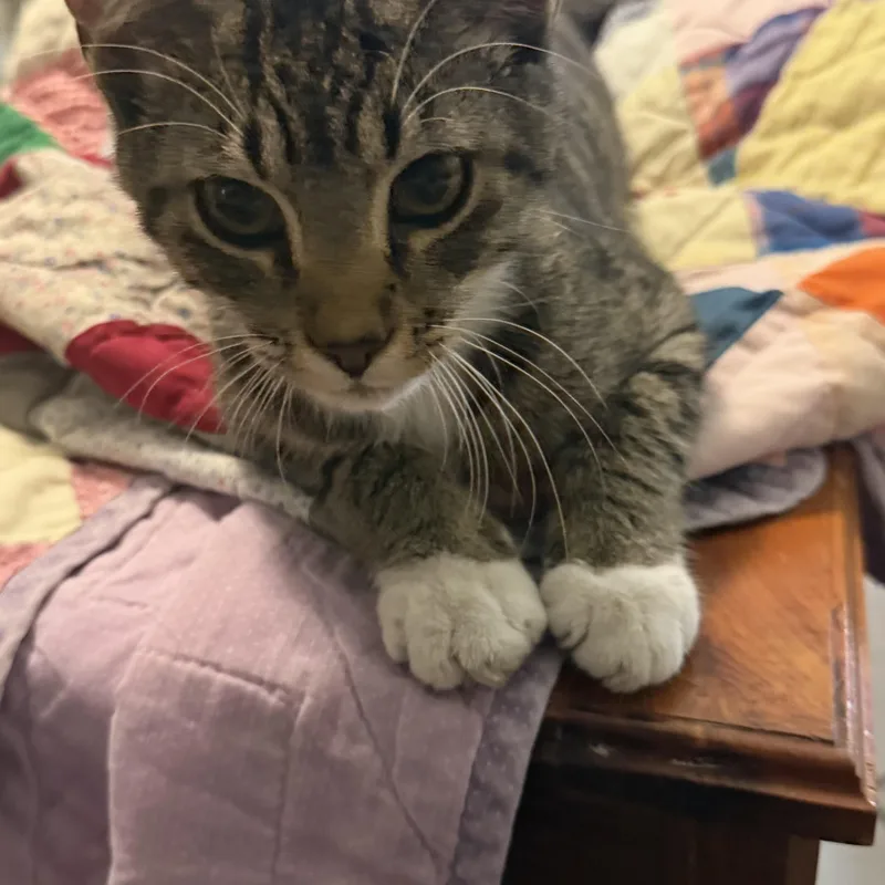Biscuit