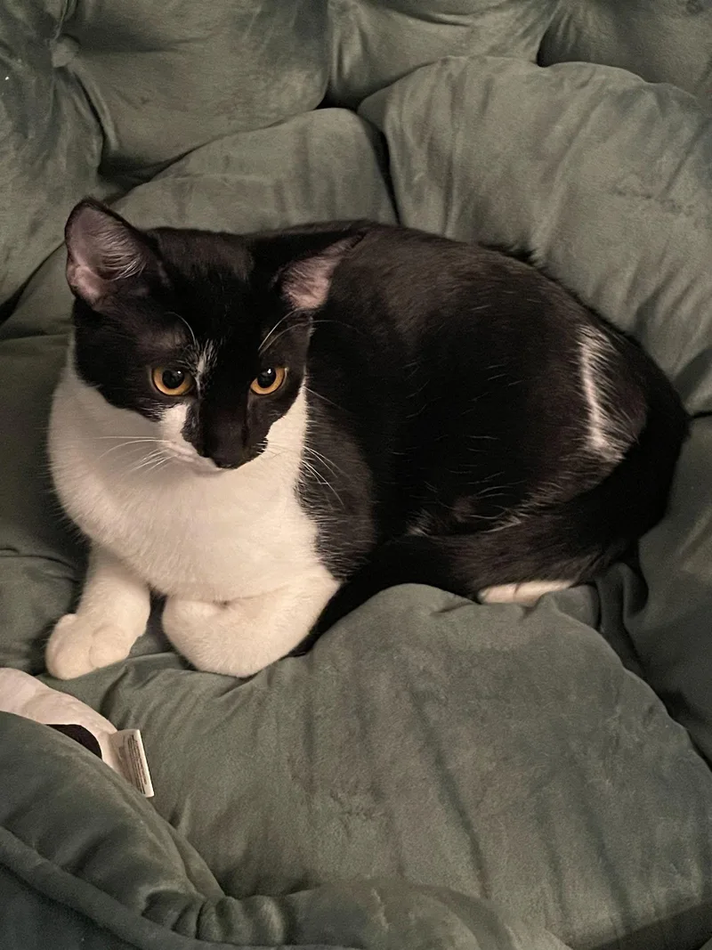 Oreo  Milk&cookiescat thumbnail 2